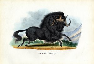 Black Wildebeest, 1863-79 by Raimundo Petraroja